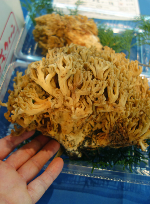 クリックで拡大(撮影:中野龍三)。