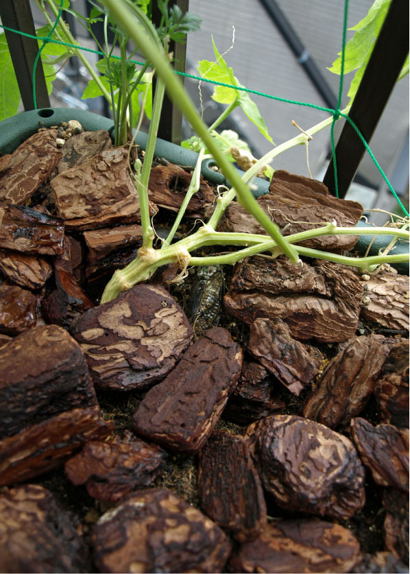 クリックで拡大。