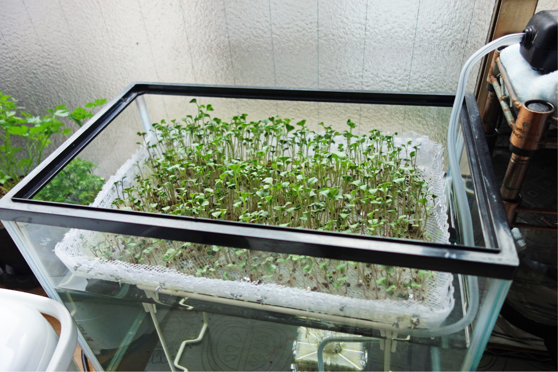 実にシンプル スプラウトの水耕栽培装置を自作した 中野龍三web