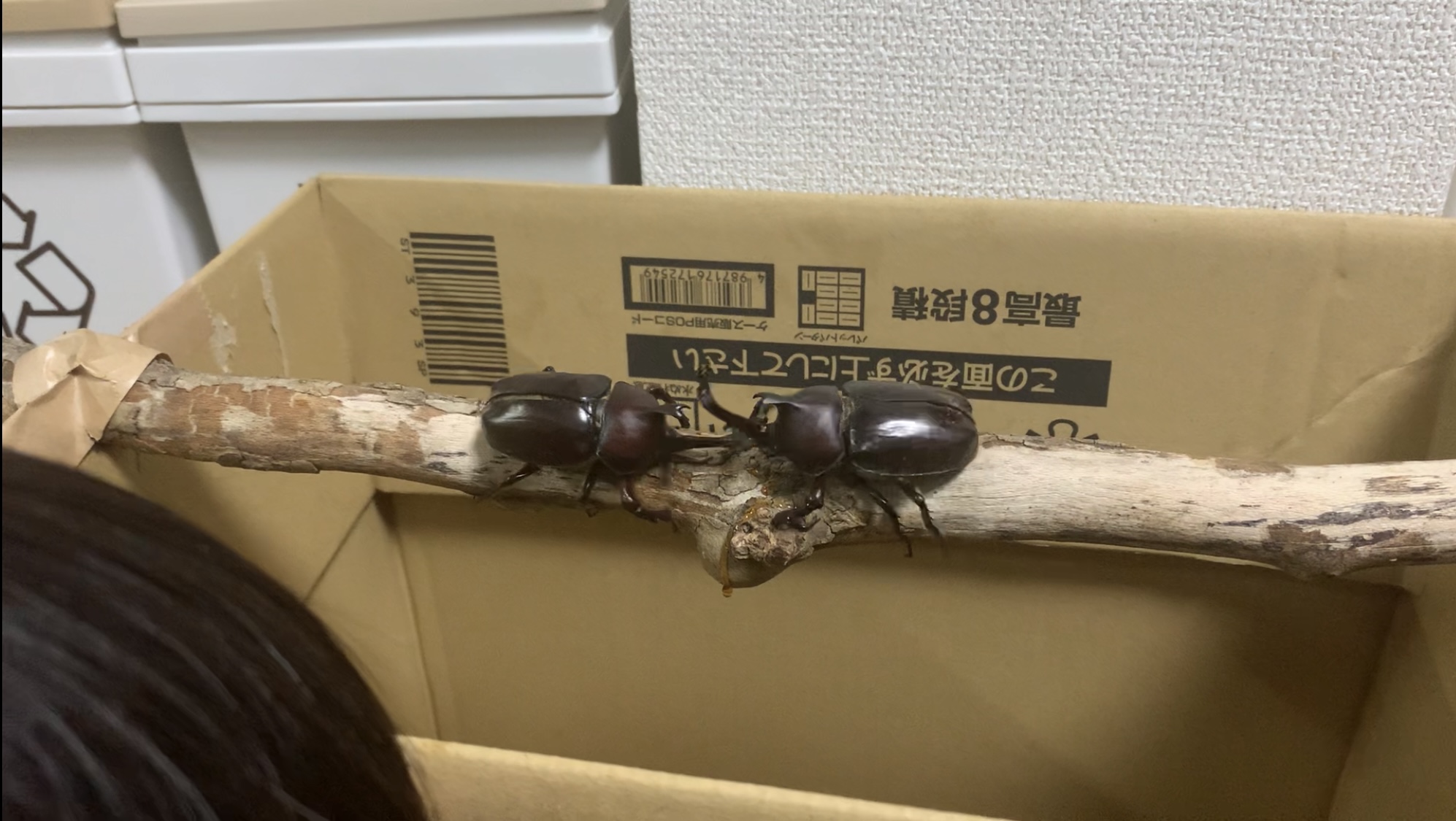 クリックで拡大(撮影:中野龍三)。