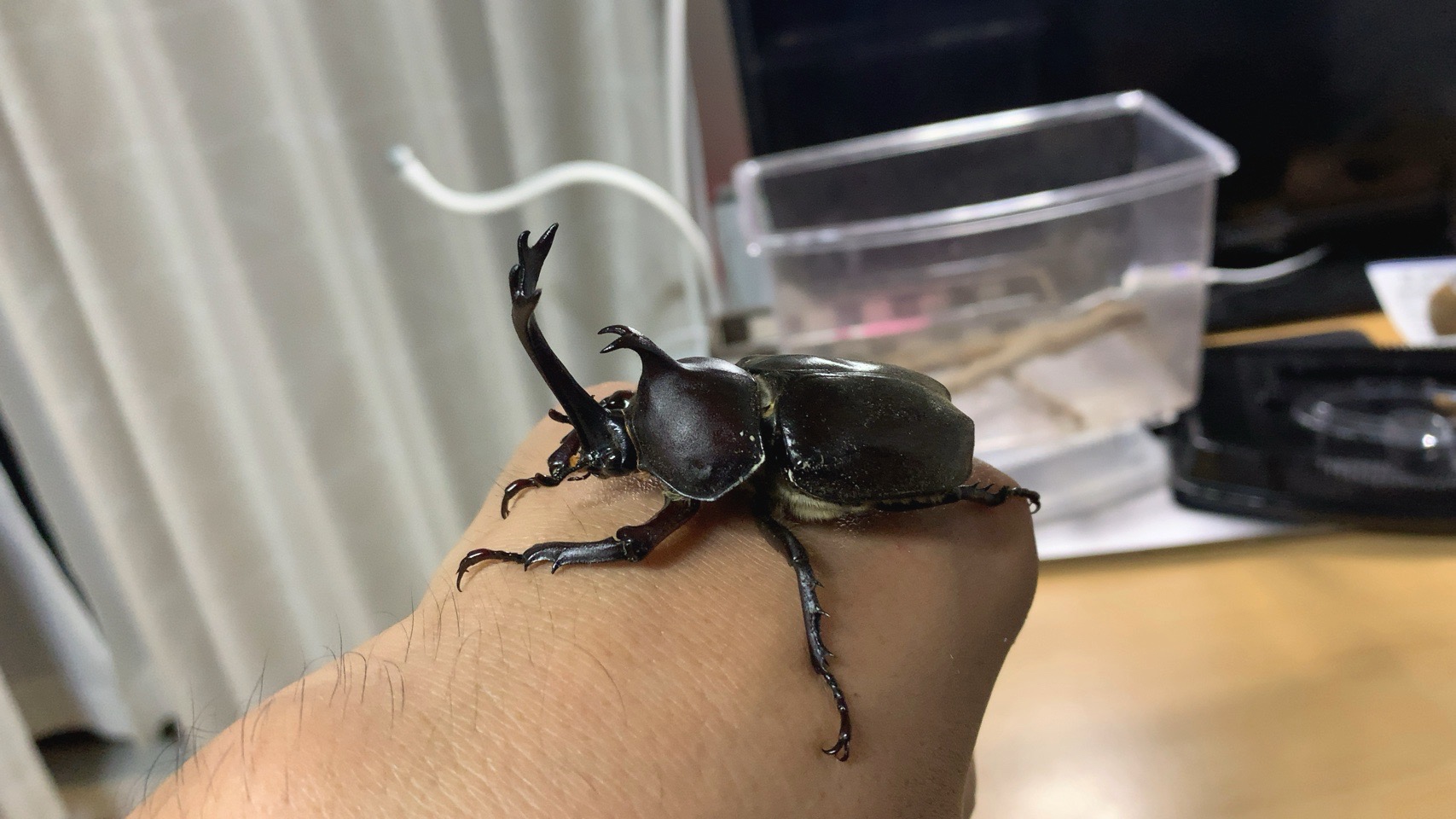 クリックで拡大(撮影:中野龍三)。