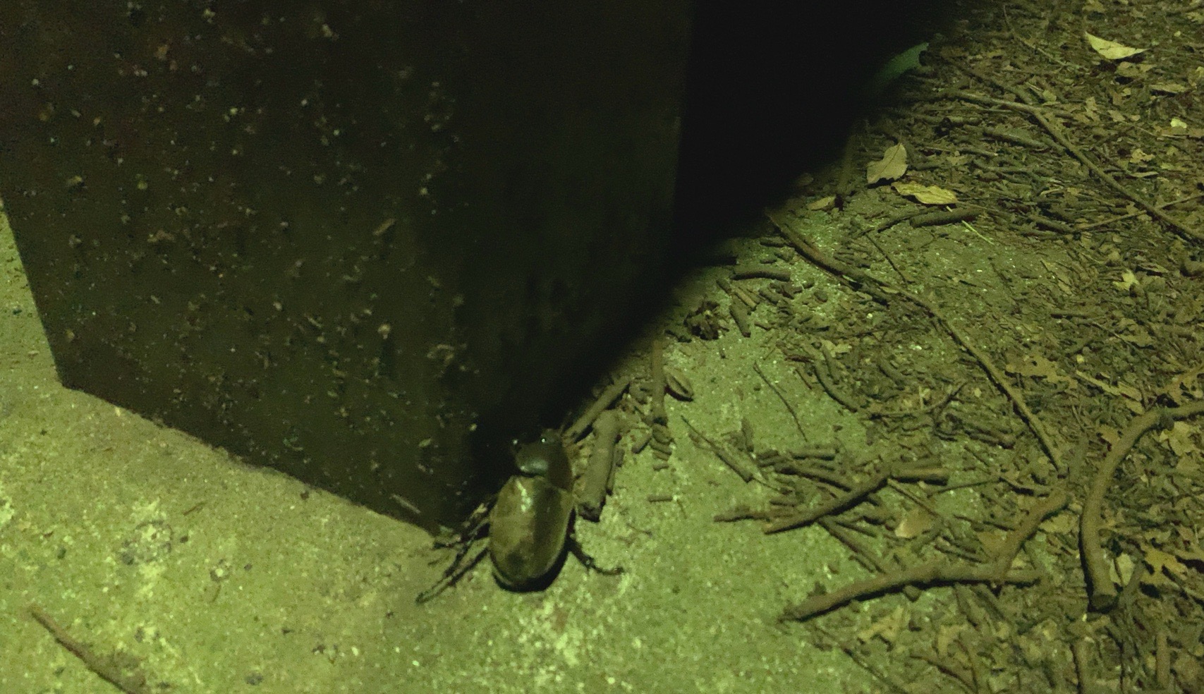 クリックで拡大(撮影:中野龍三)。