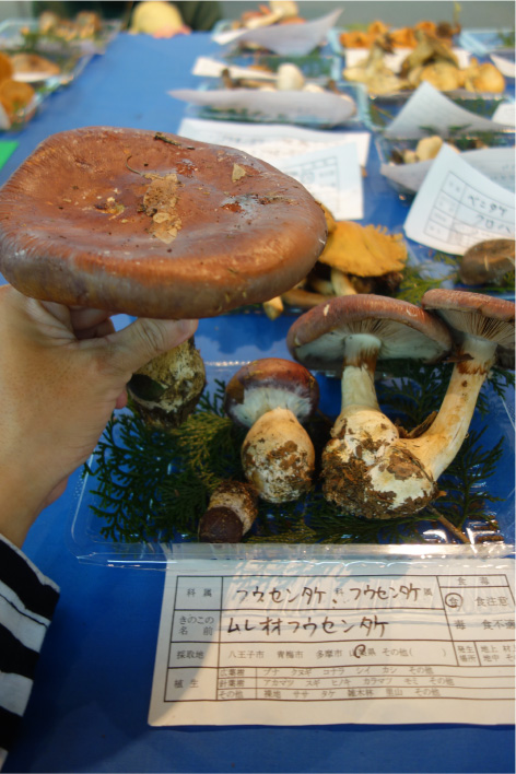 クリックで拡大(撮影:中野龍三)。