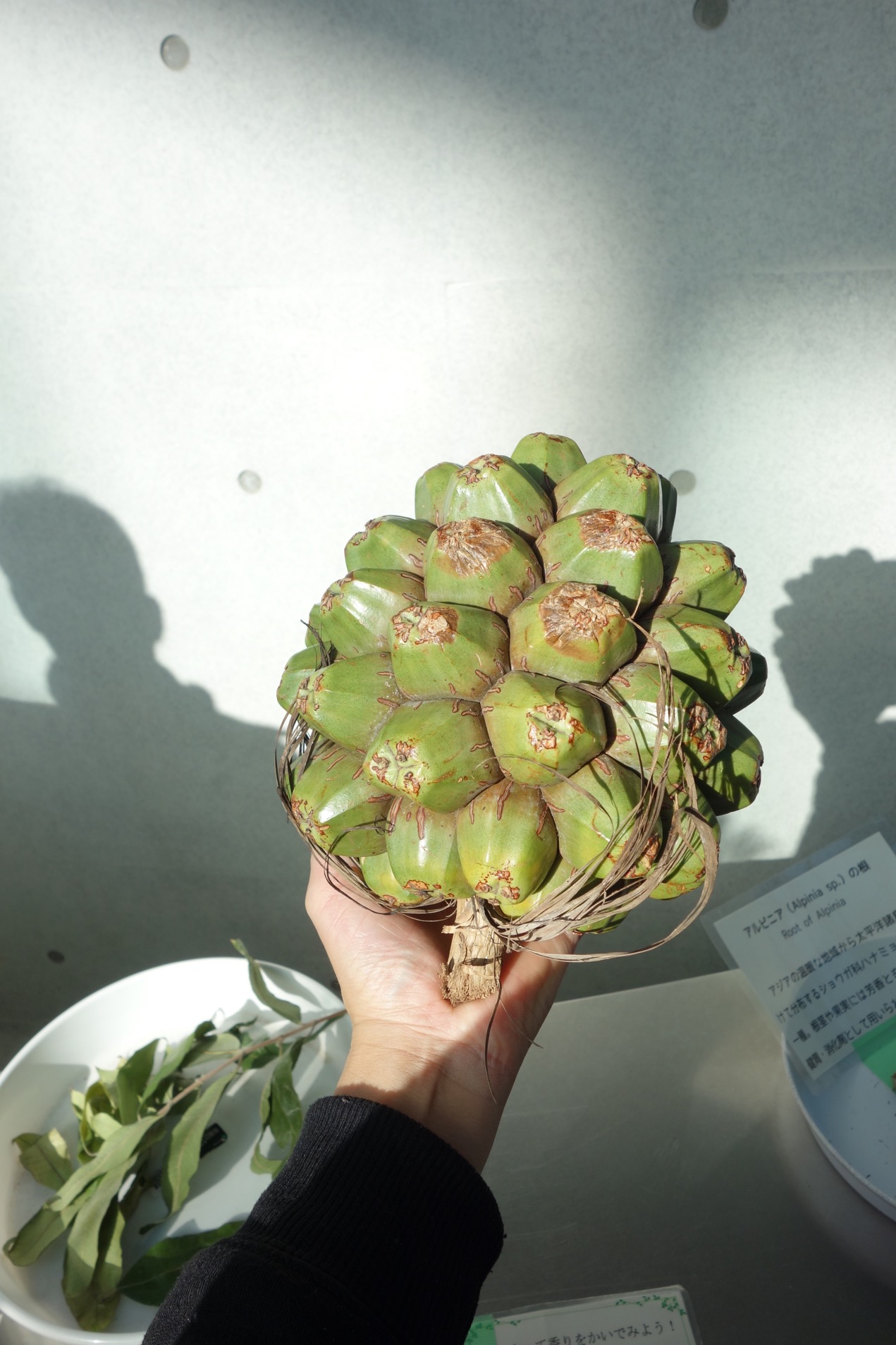 クリックで拡大(撮影:中野龍三)。