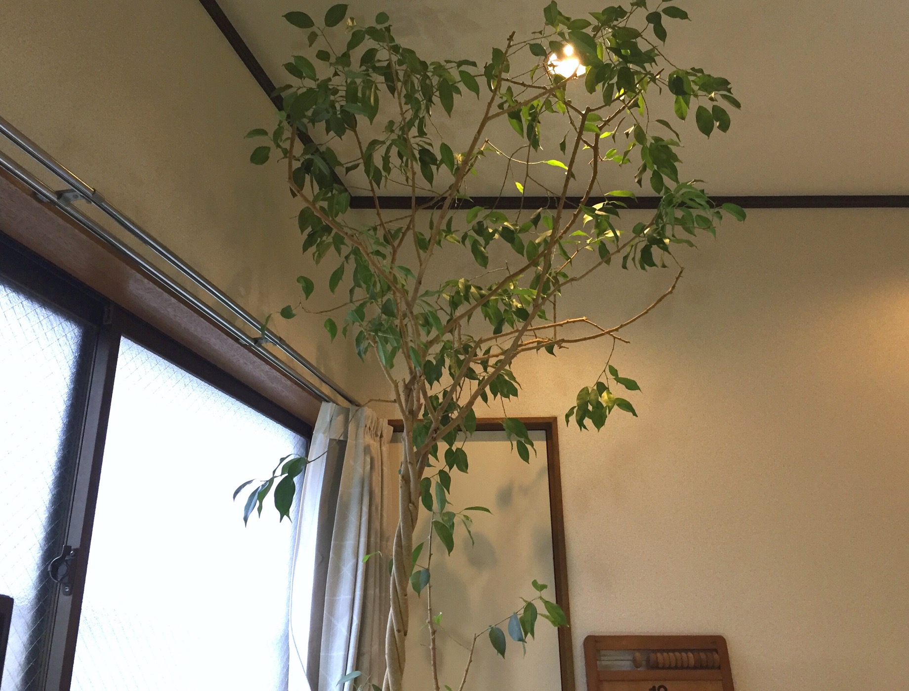 クリックで拡大(撮影:中野龍三)。