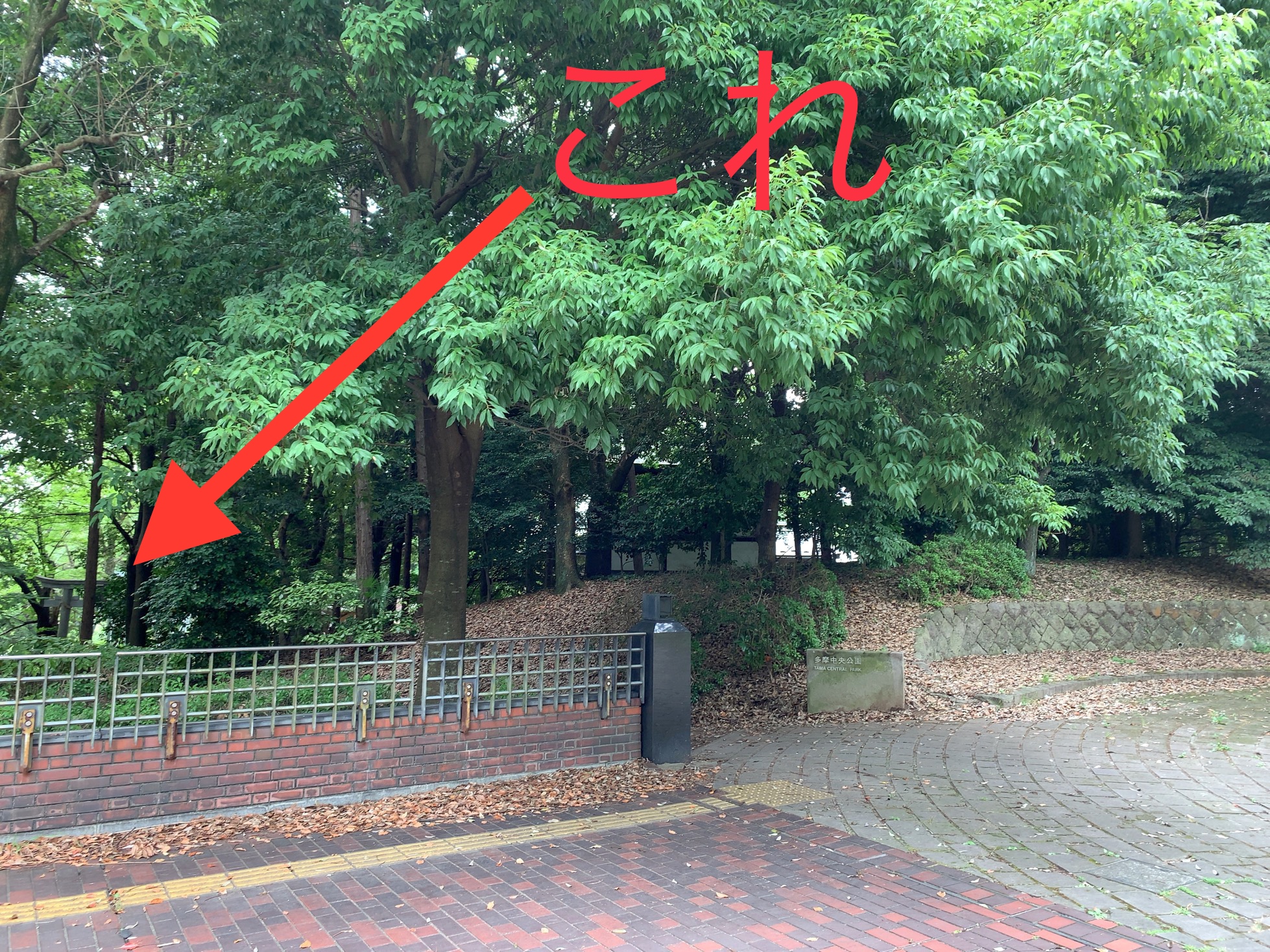 クリックで拡大(撮影:中野龍三)。