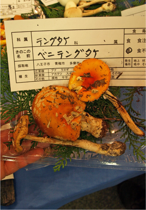 クリックで拡大。
