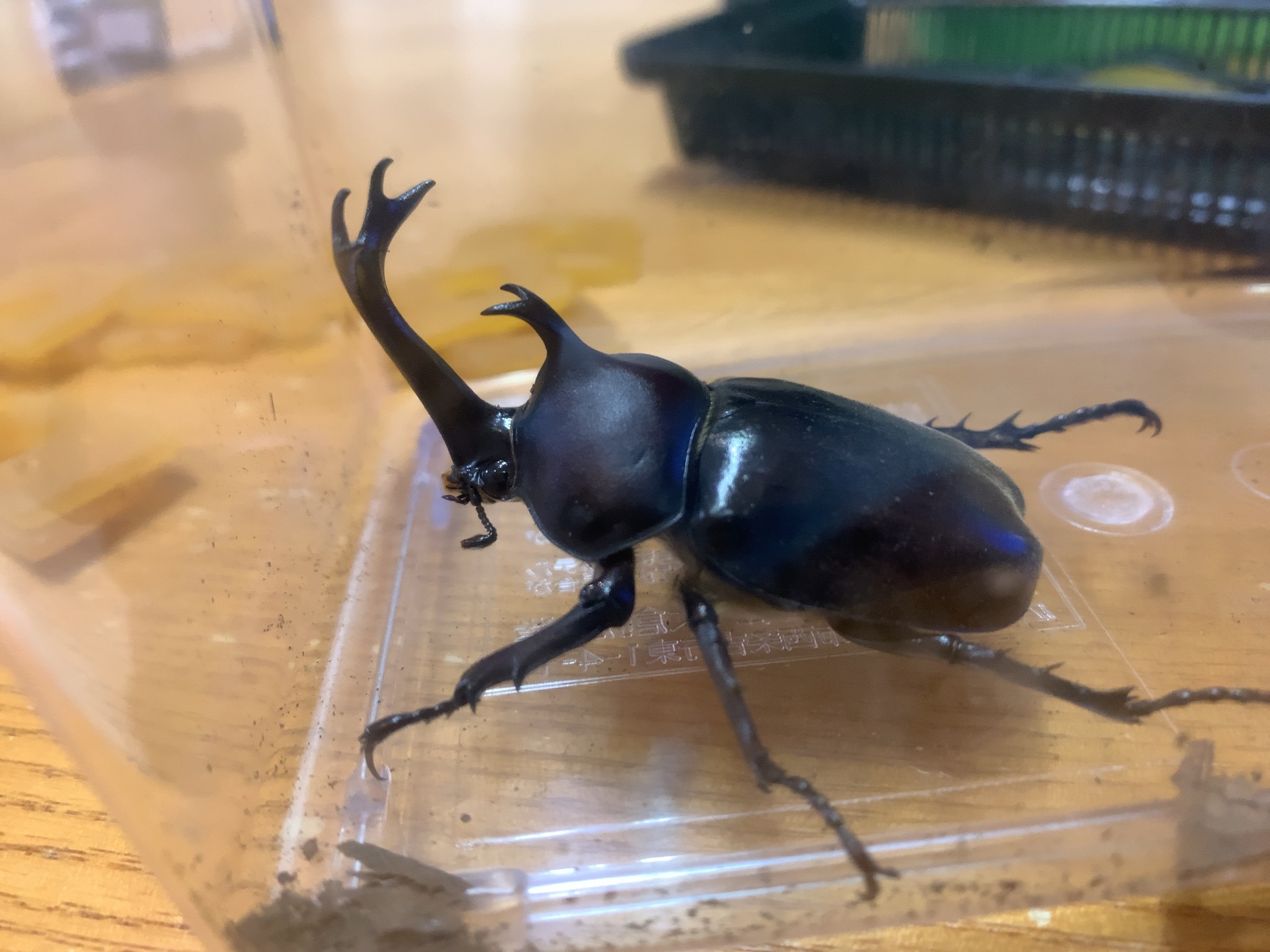 クリックで拡大(撮影:中野龍三)。