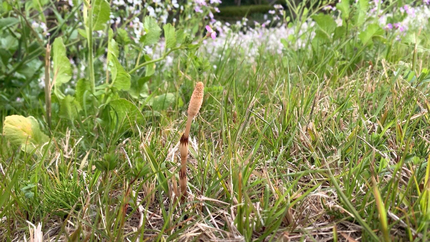 クリックで拡大(撮影:中野龍三)。