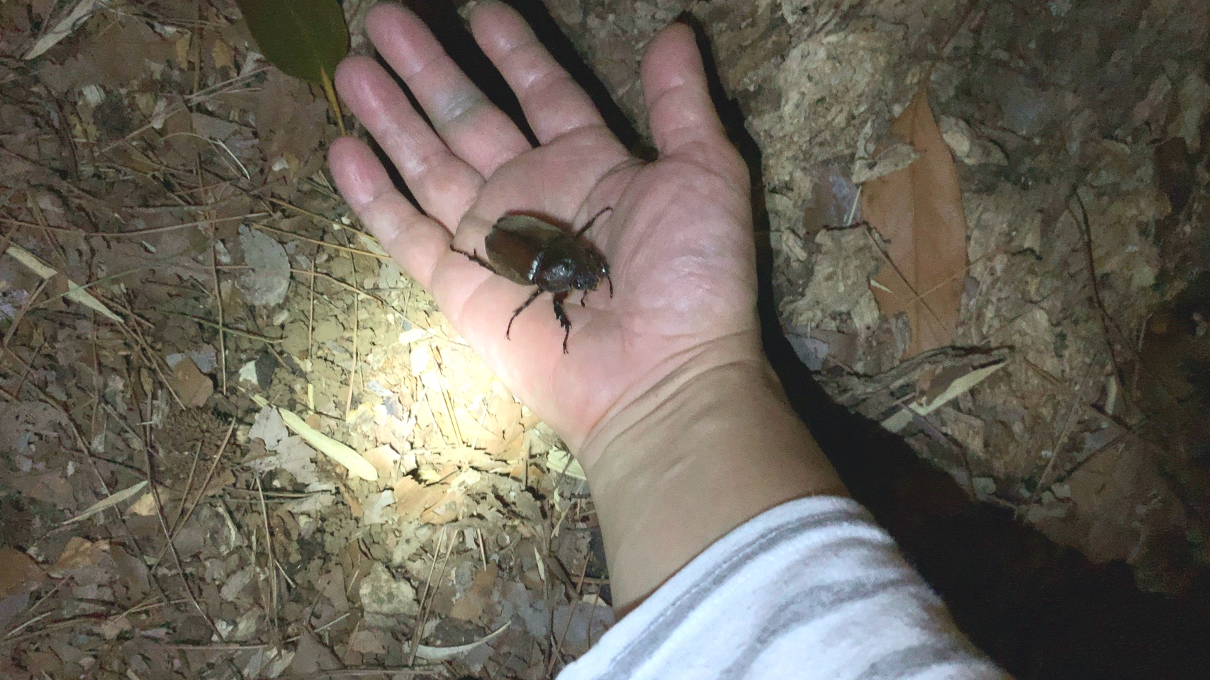 クリックで拡大(撮影:中野龍三)。