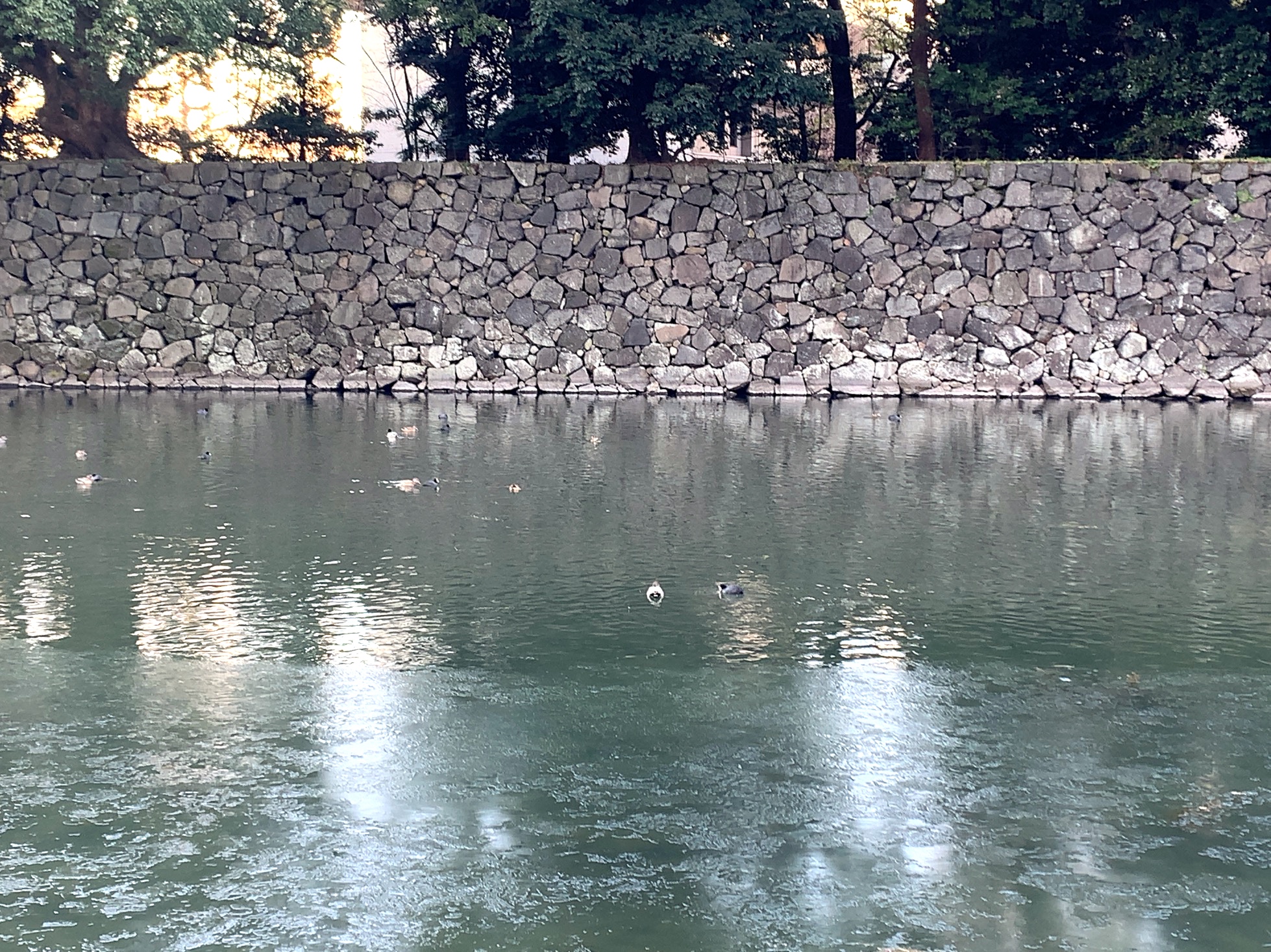 クリックで拡大(撮影:中野龍三)。