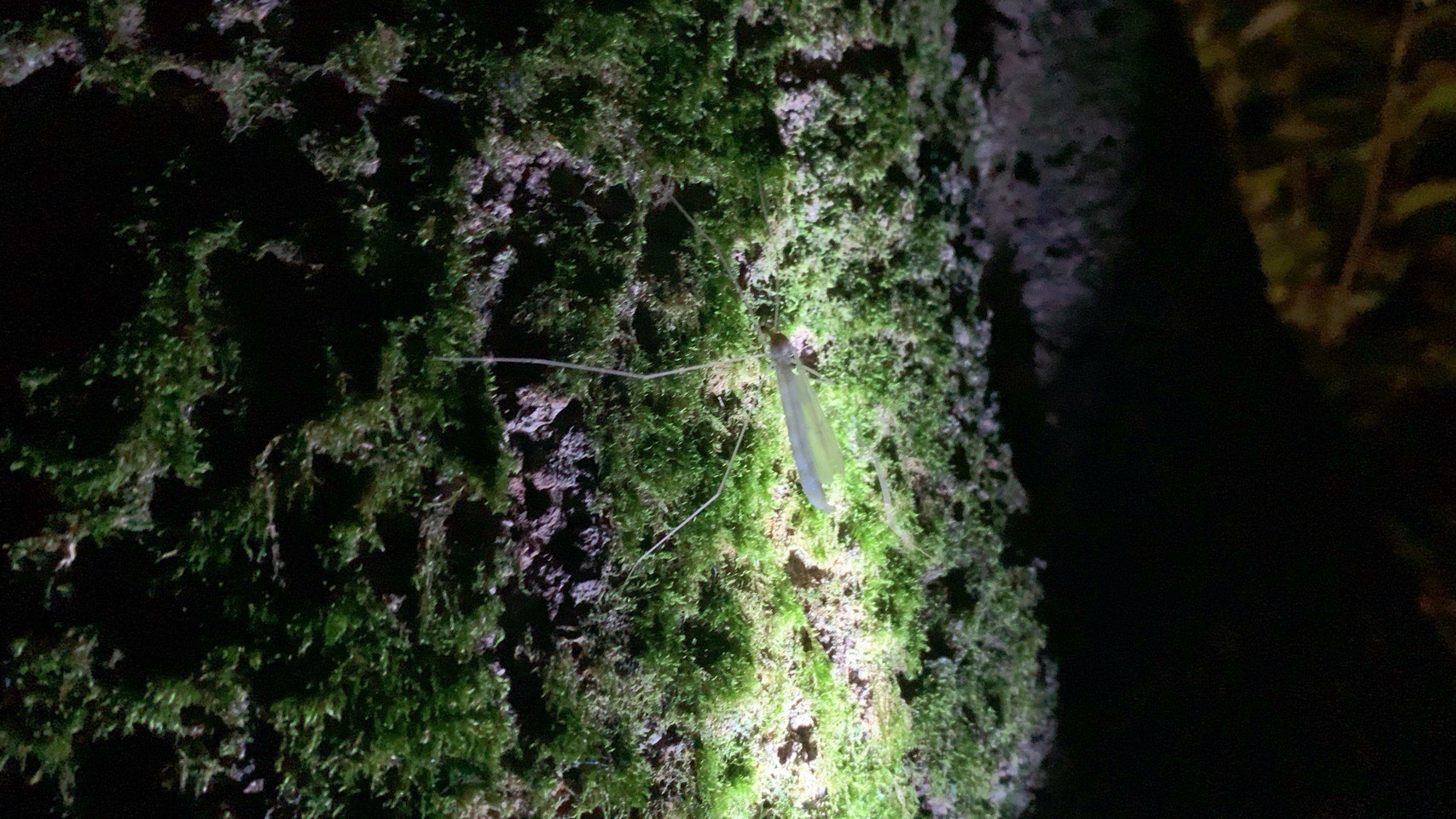 クリックで拡大(撮影:中野龍三)。