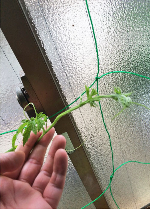 クリックで拡大。