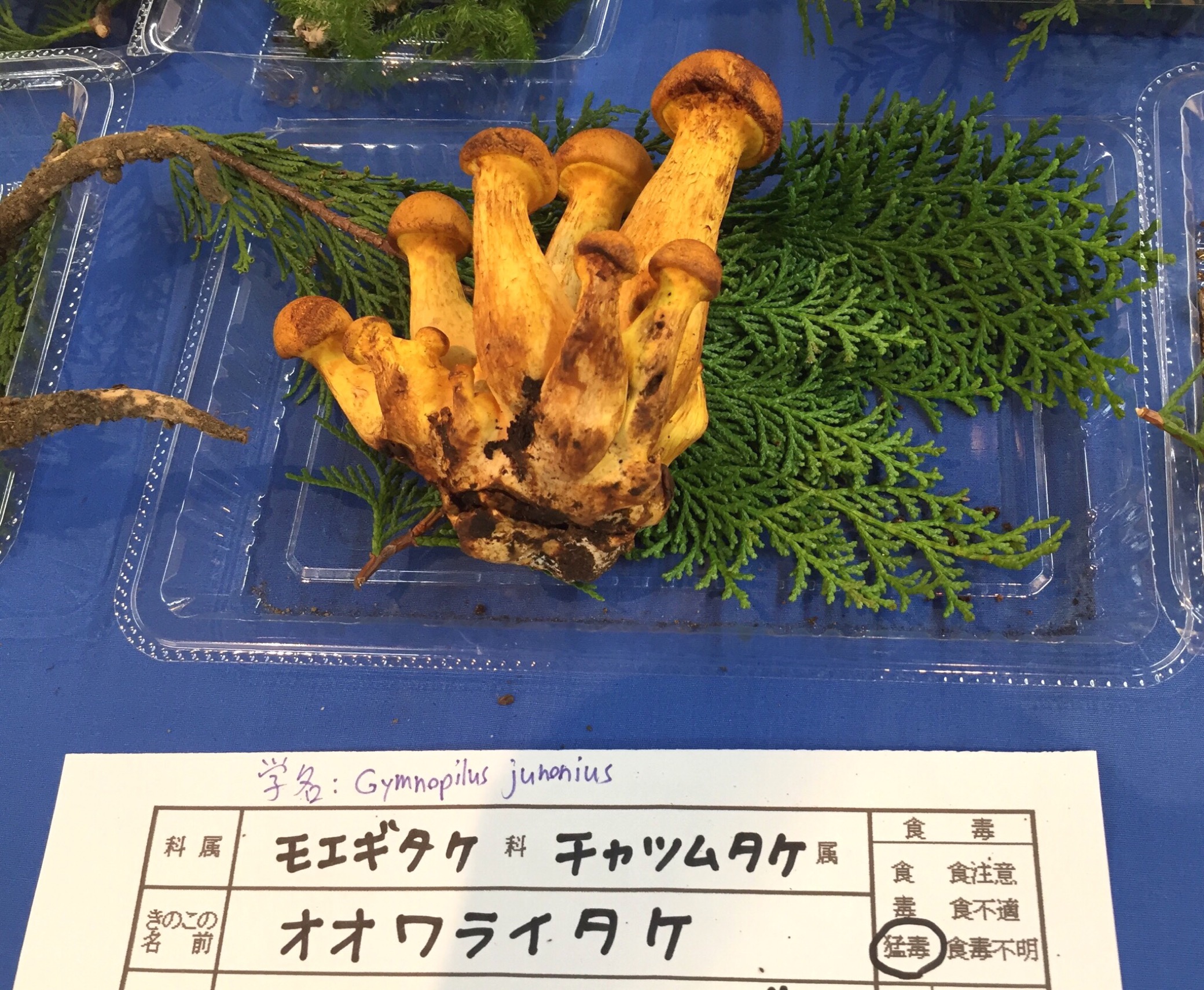 クリックで拡大(撮影:中野龍三)。