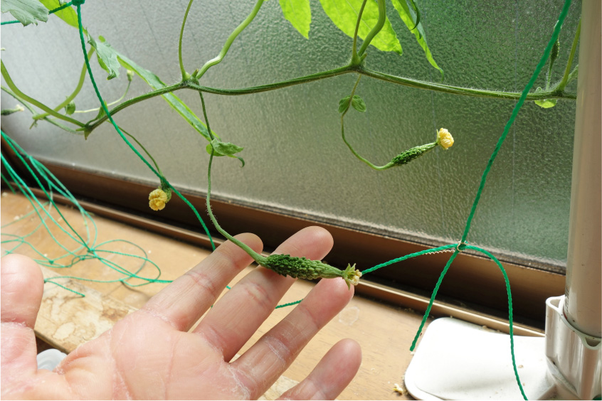 クリックで拡大。