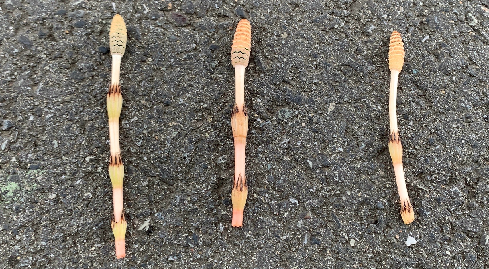 クリックで拡大(撮影:中野龍三)。