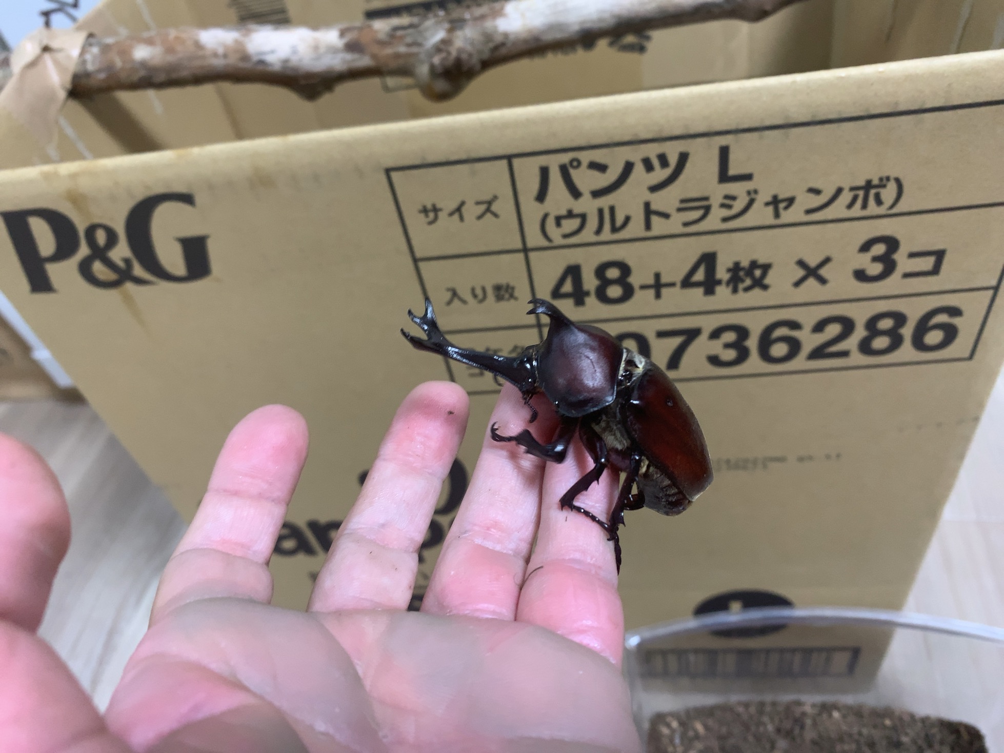 クリックで拡大(撮影:中野龍三)。