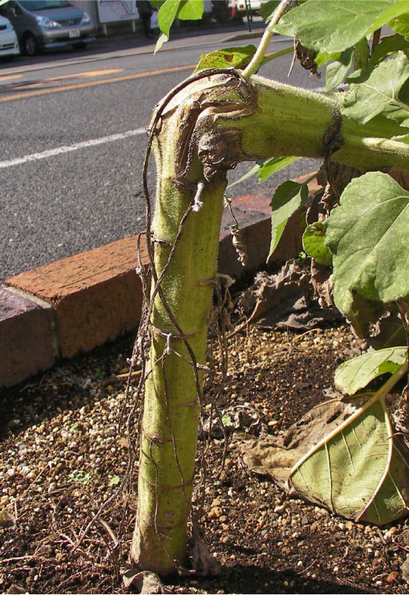 クリックで拡大。