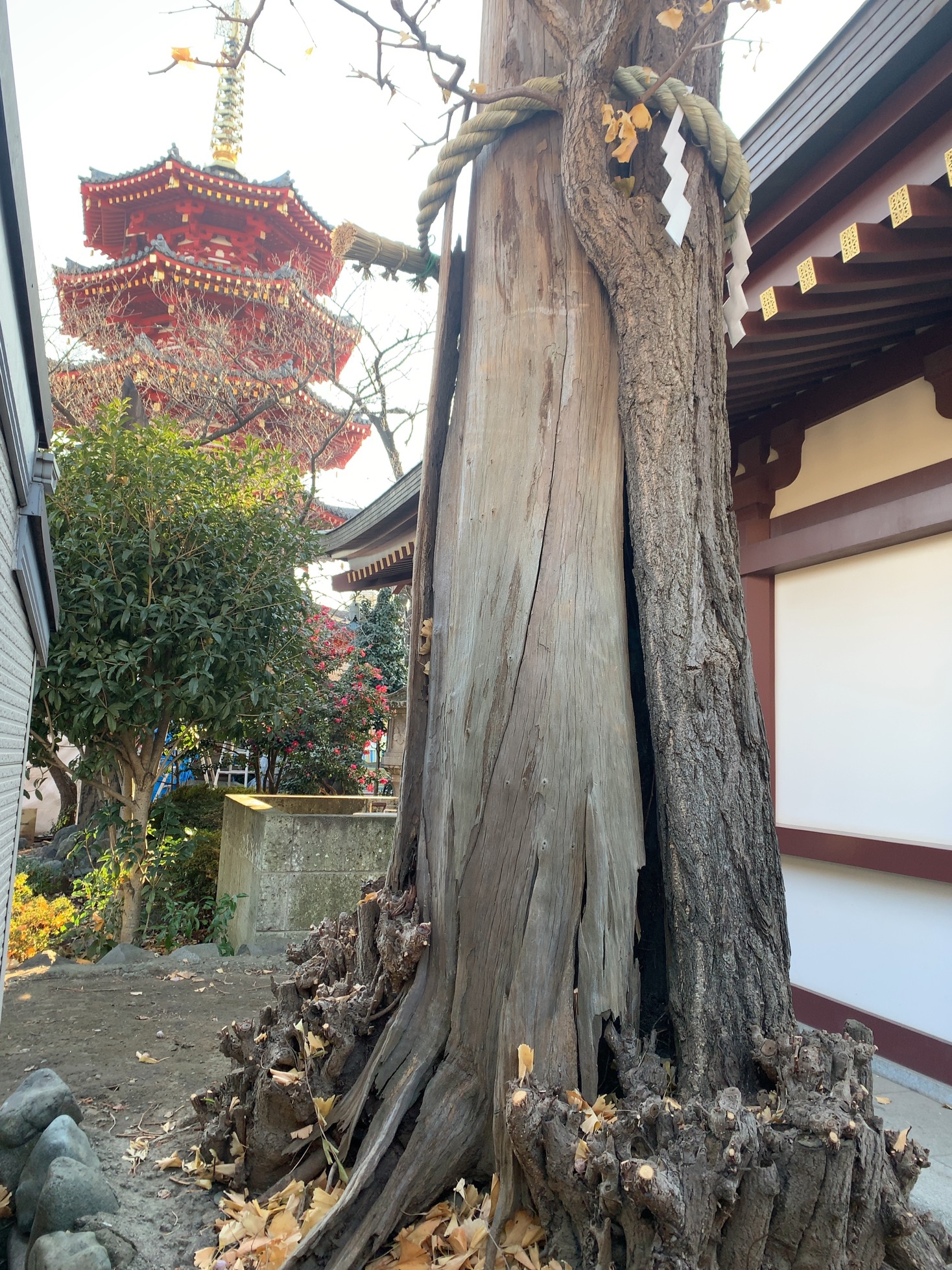 クリックで拡大(撮影:中野龍三)。