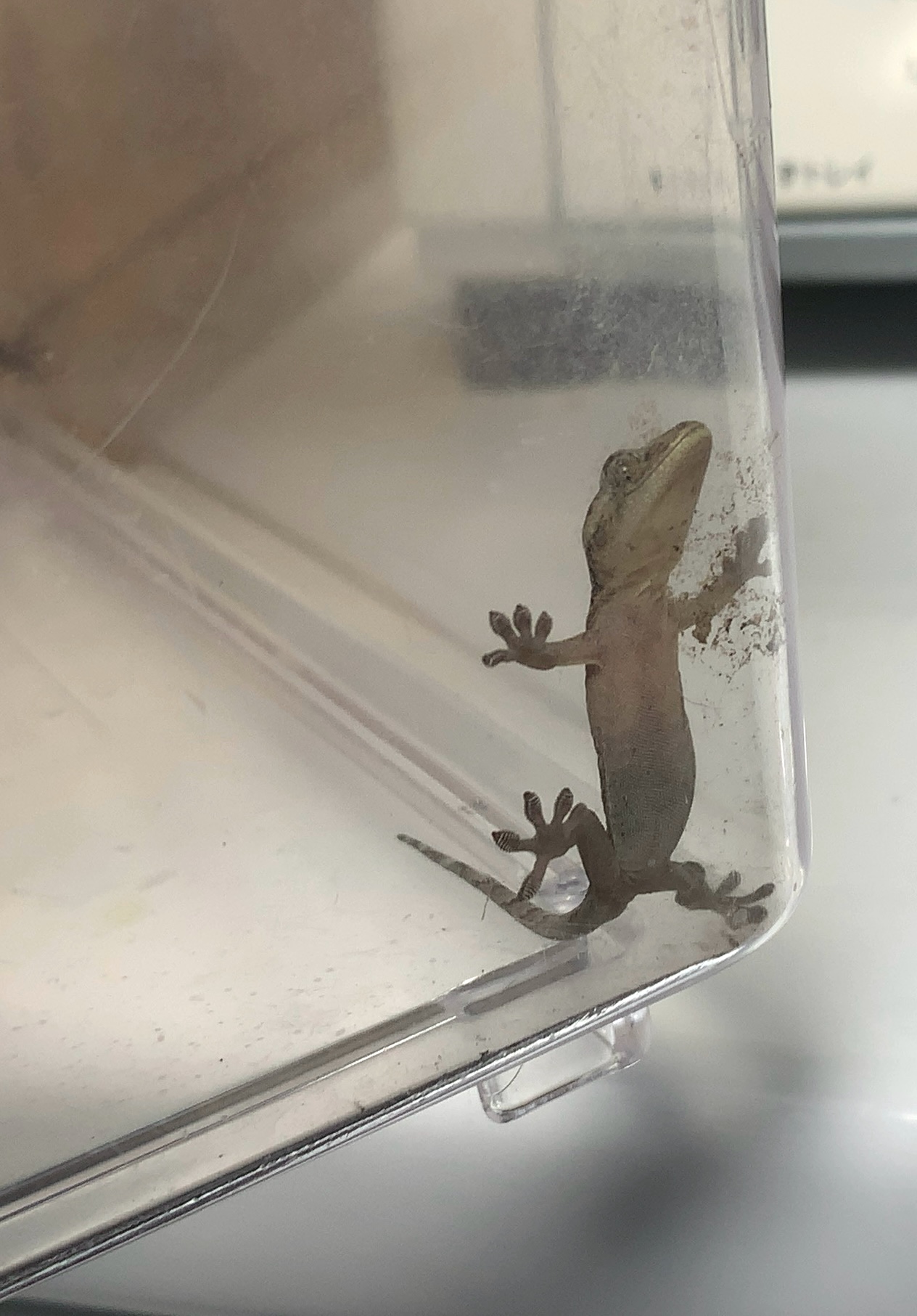 クリックで拡大(撮影:中野龍三)。