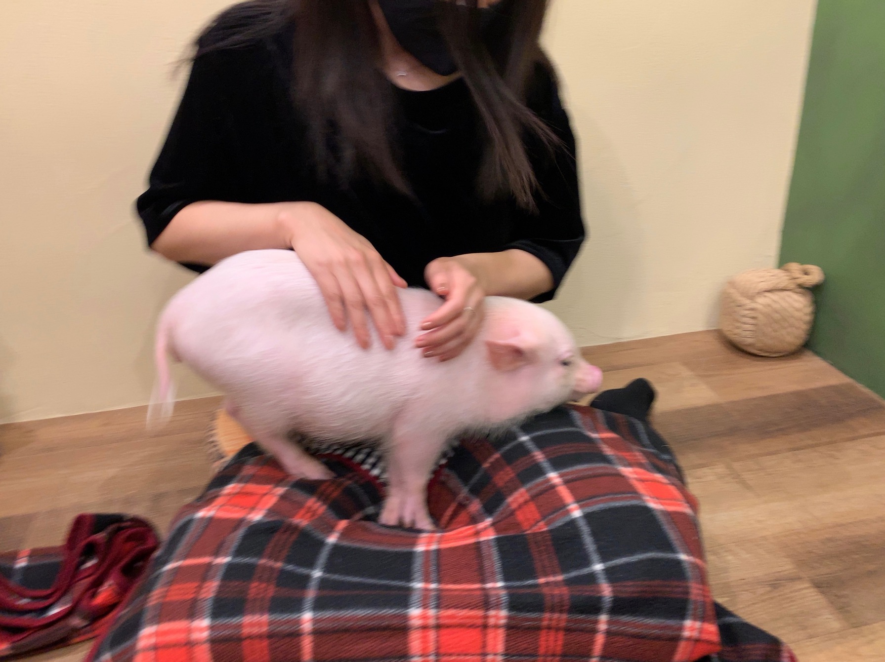 クリックで拡大(撮影:中野龍三)。