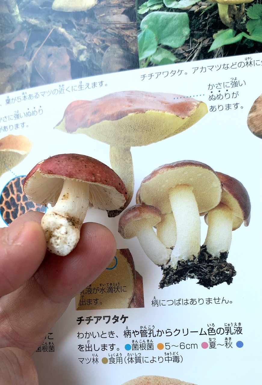 クリックで拡大(撮影:中野龍三)。