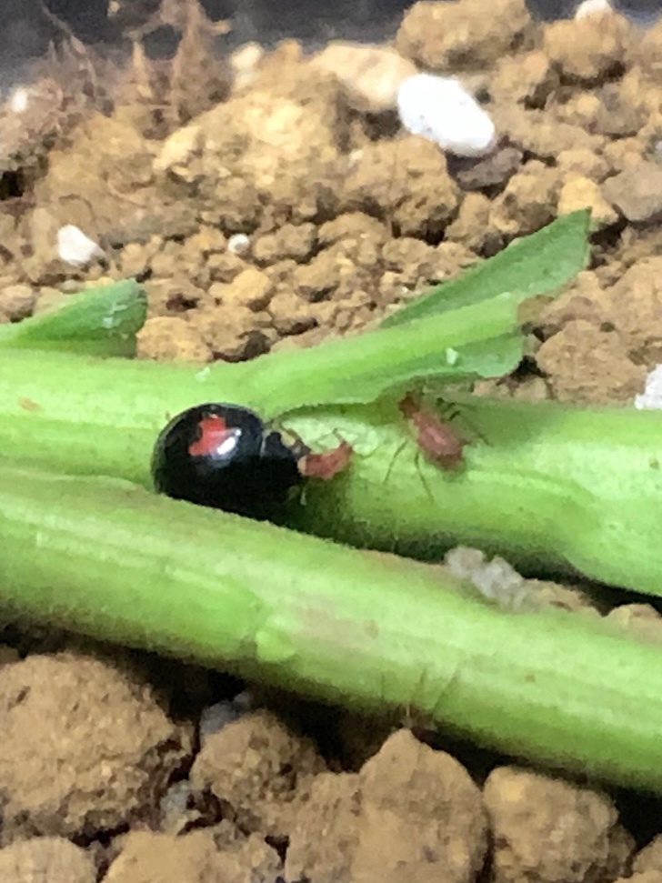 クリックで拡大(撮影:中野龍三)。