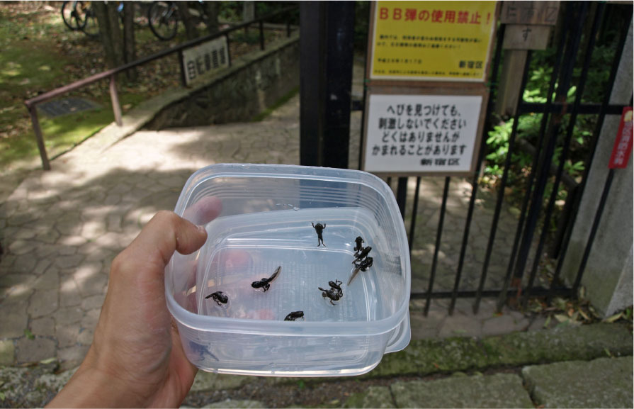 片足カエルが大発生しているそうだ 何だろう 不思議発見