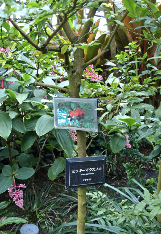 クリックで拡大。