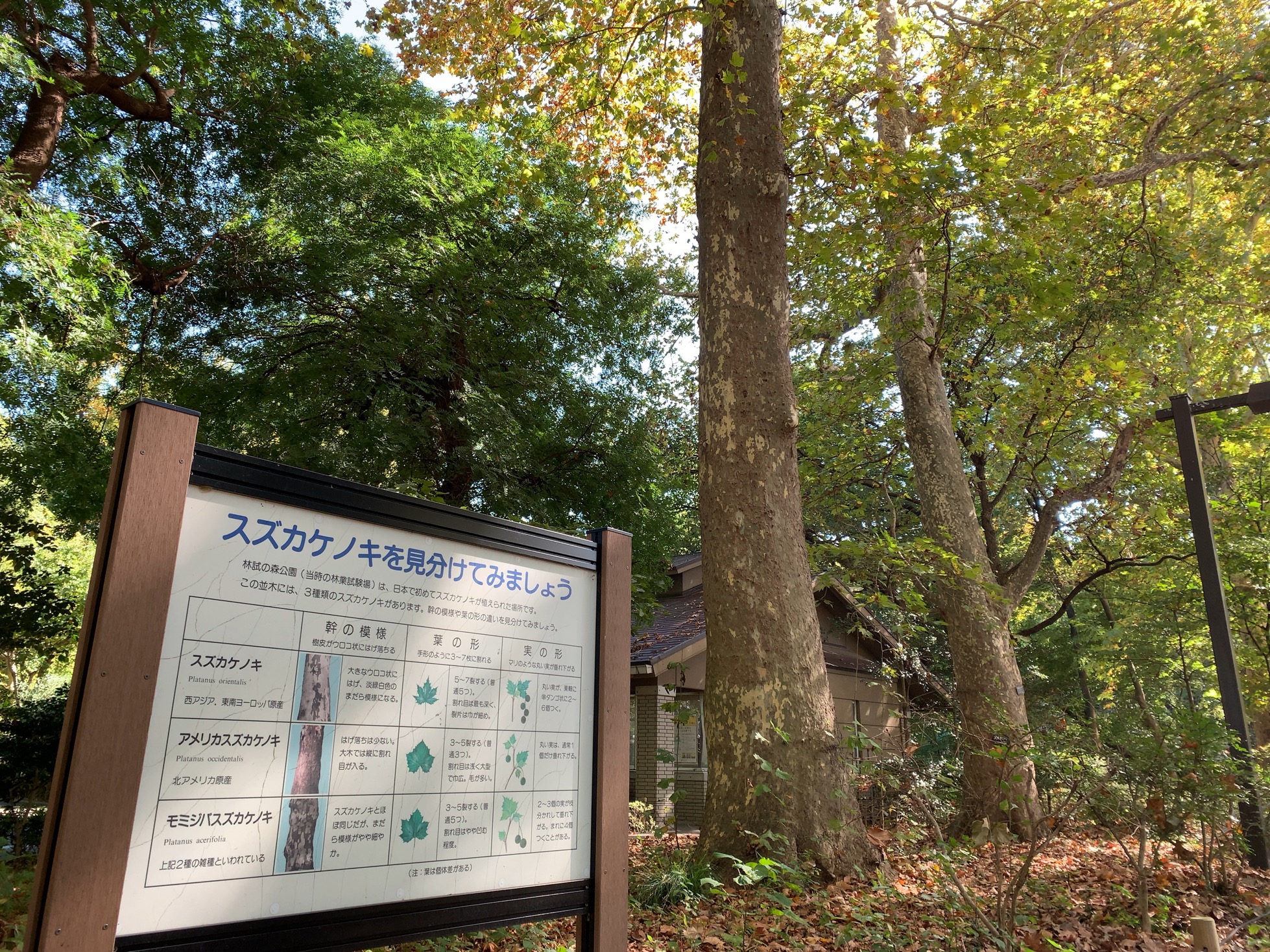 クリックで拡大(撮影:中野龍三)。