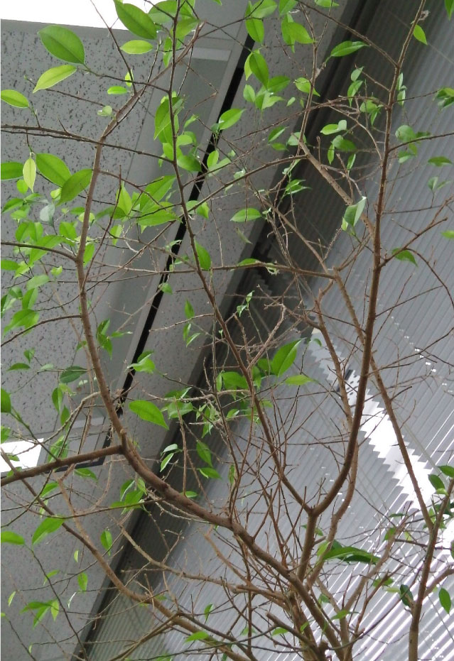 クリックで拡大。