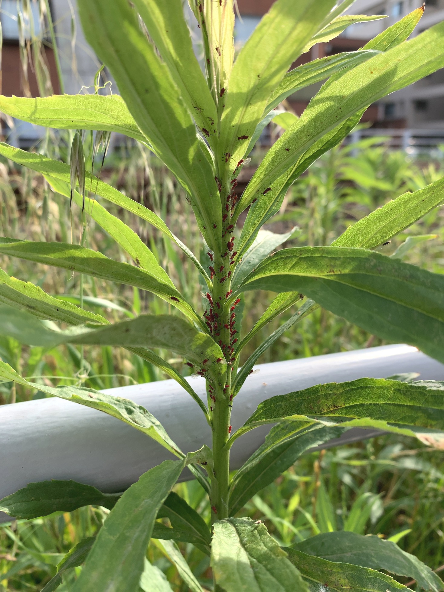 クリックで拡大(撮影:中野龍三)。