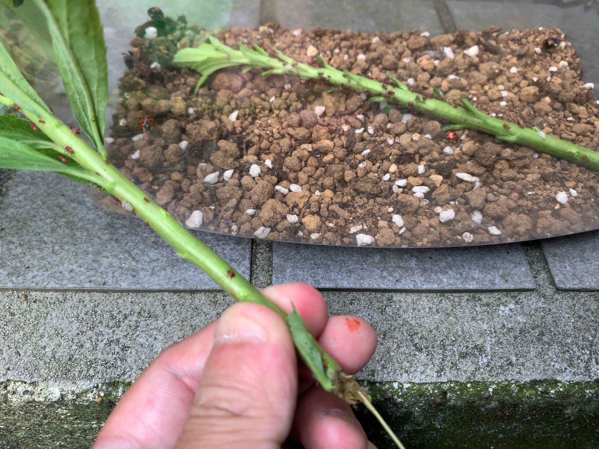 クリックで拡大(撮影:中野龍三)。