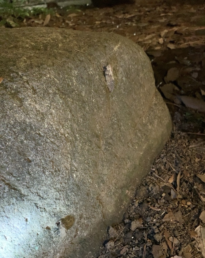 クリックで拡大(撮影:中野龍三)。
