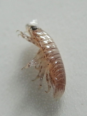シラス混入生物リスト 更新 見た目にご注意 中野龍三web シラス混入生物リスト 更新 見た目にご注意 中野龍三web