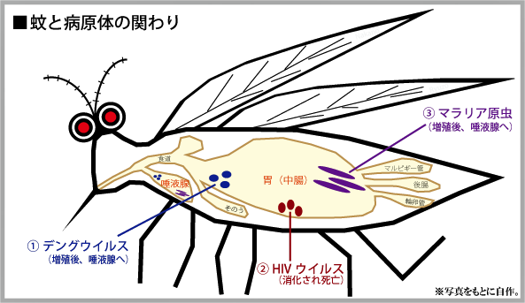 クリックで拡大。