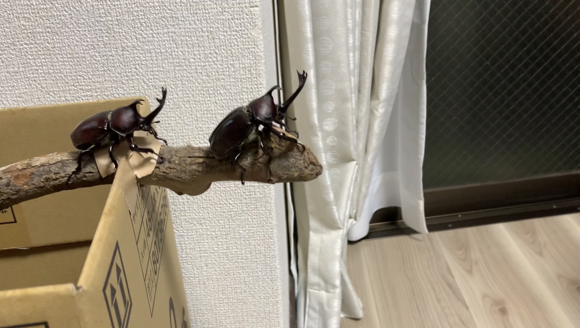 クリックで拡大(撮影:中野龍三)。