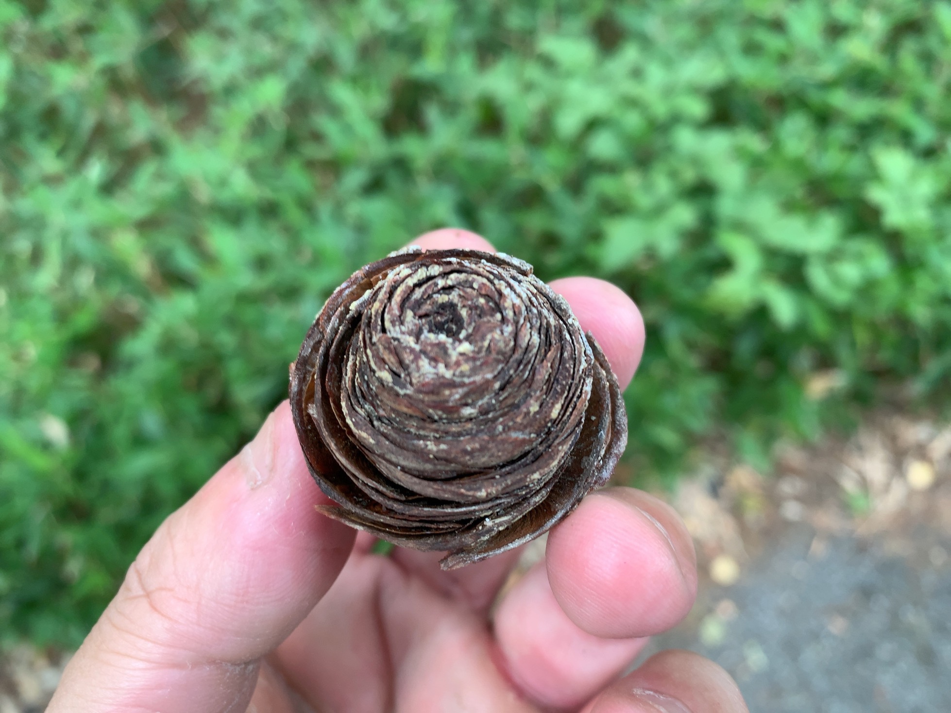 クリックで拡大(撮影:中野龍三)。