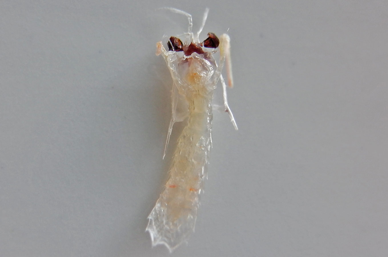 シラス混入生物リスト 更新 見た目にご注意 中野龍三web シラス混入生物リスト 更新 見た目にご注意 中野龍三web