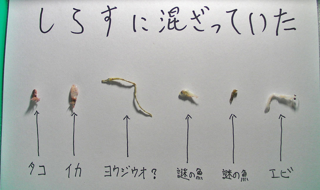 クリックで拡大。