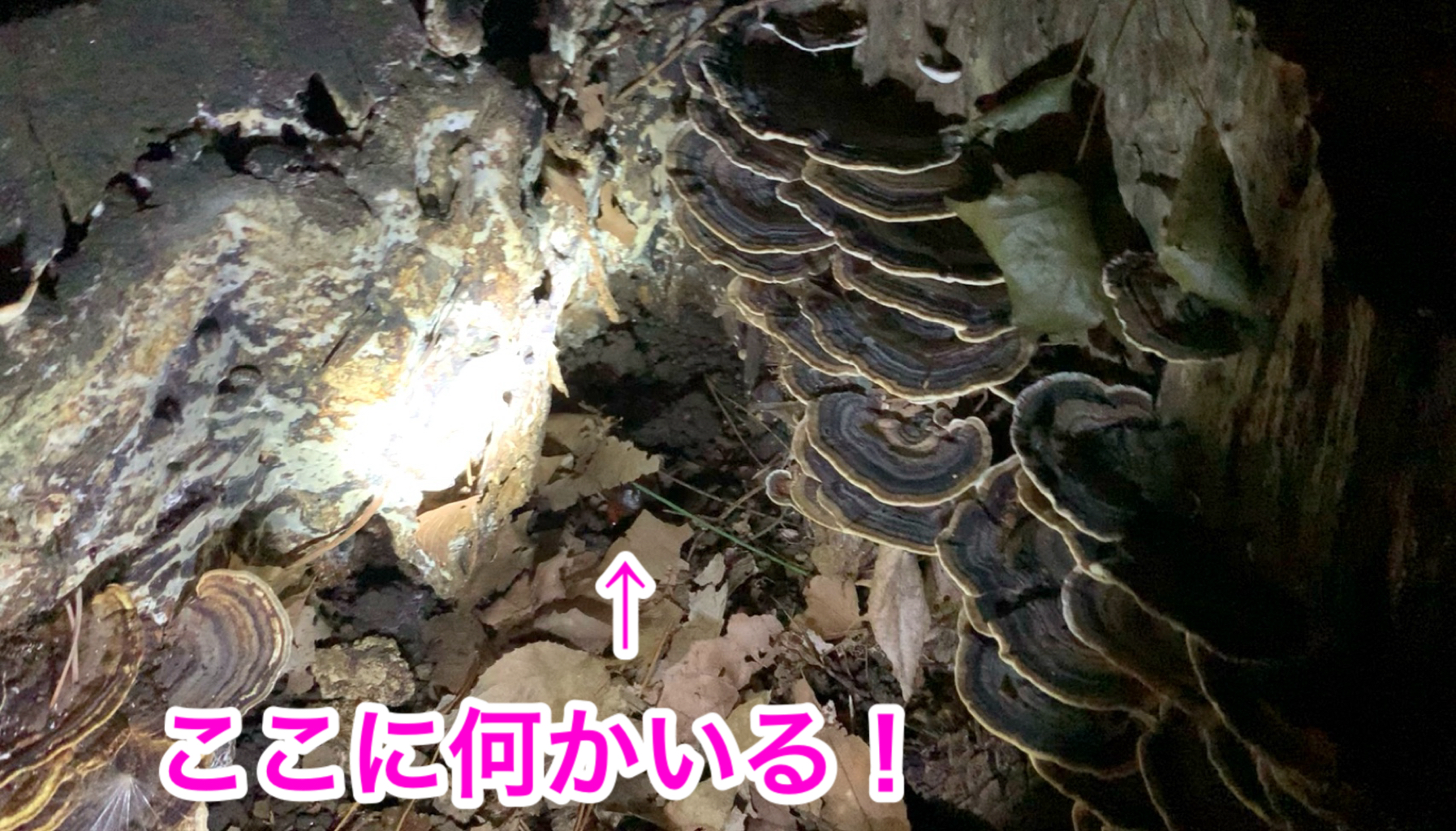 クリックで拡大(撮影:中野龍三)。