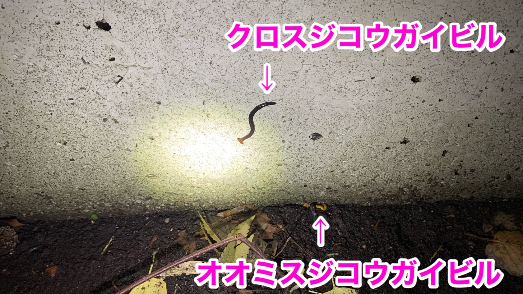 クリックで拡大(撮影:中野龍三)。