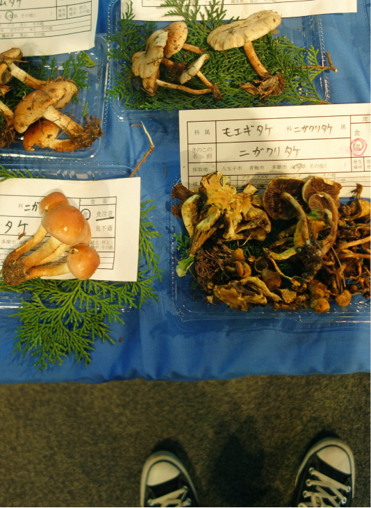 クリックで拡大(撮影:中野龍三)。