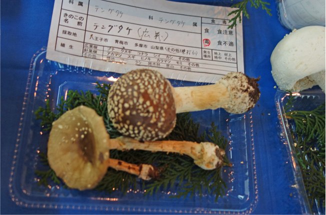 クリックで拡大(撮影:中野龍三)。