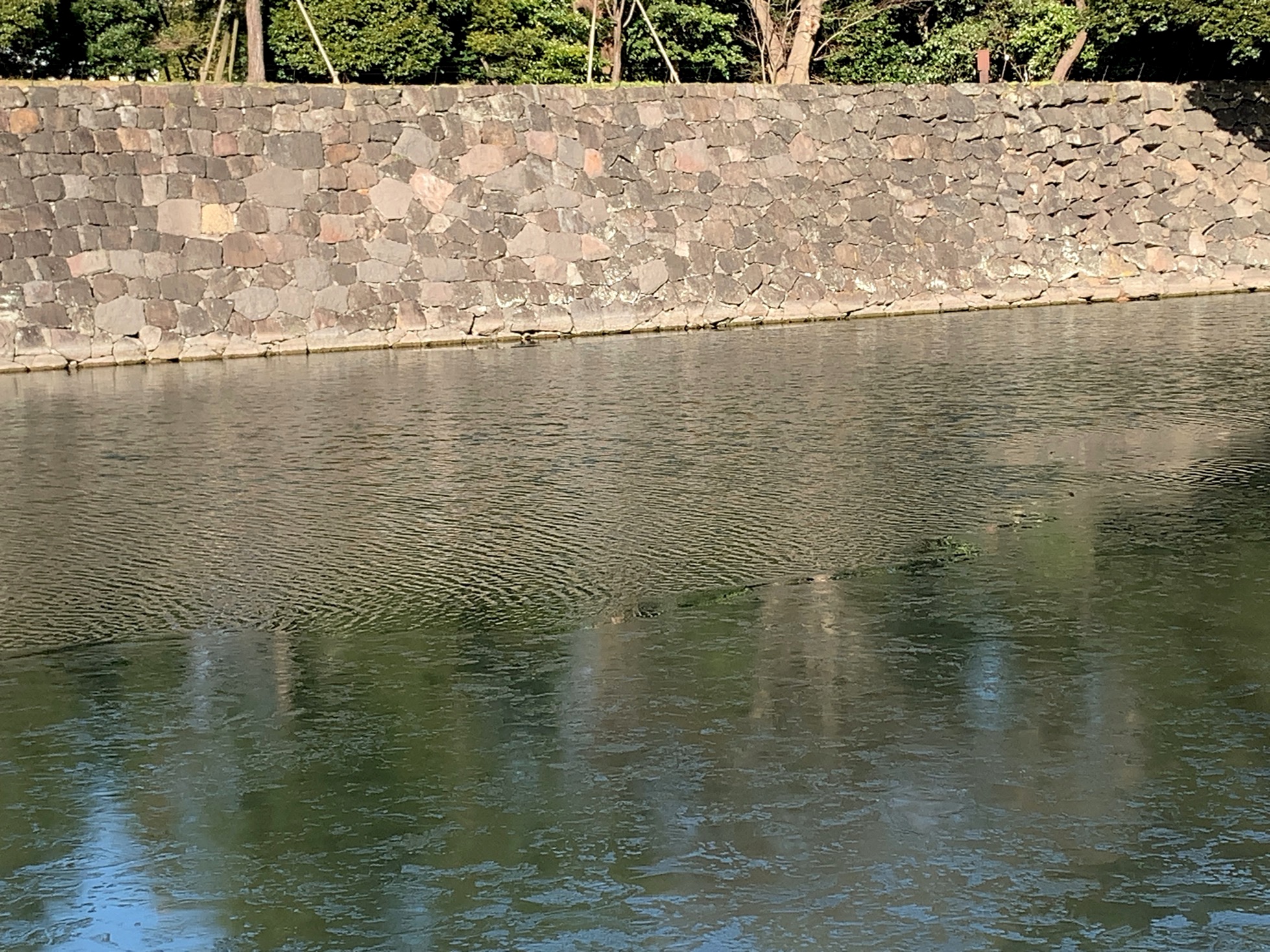 クリックで拡大(撮影:中野龍三)。