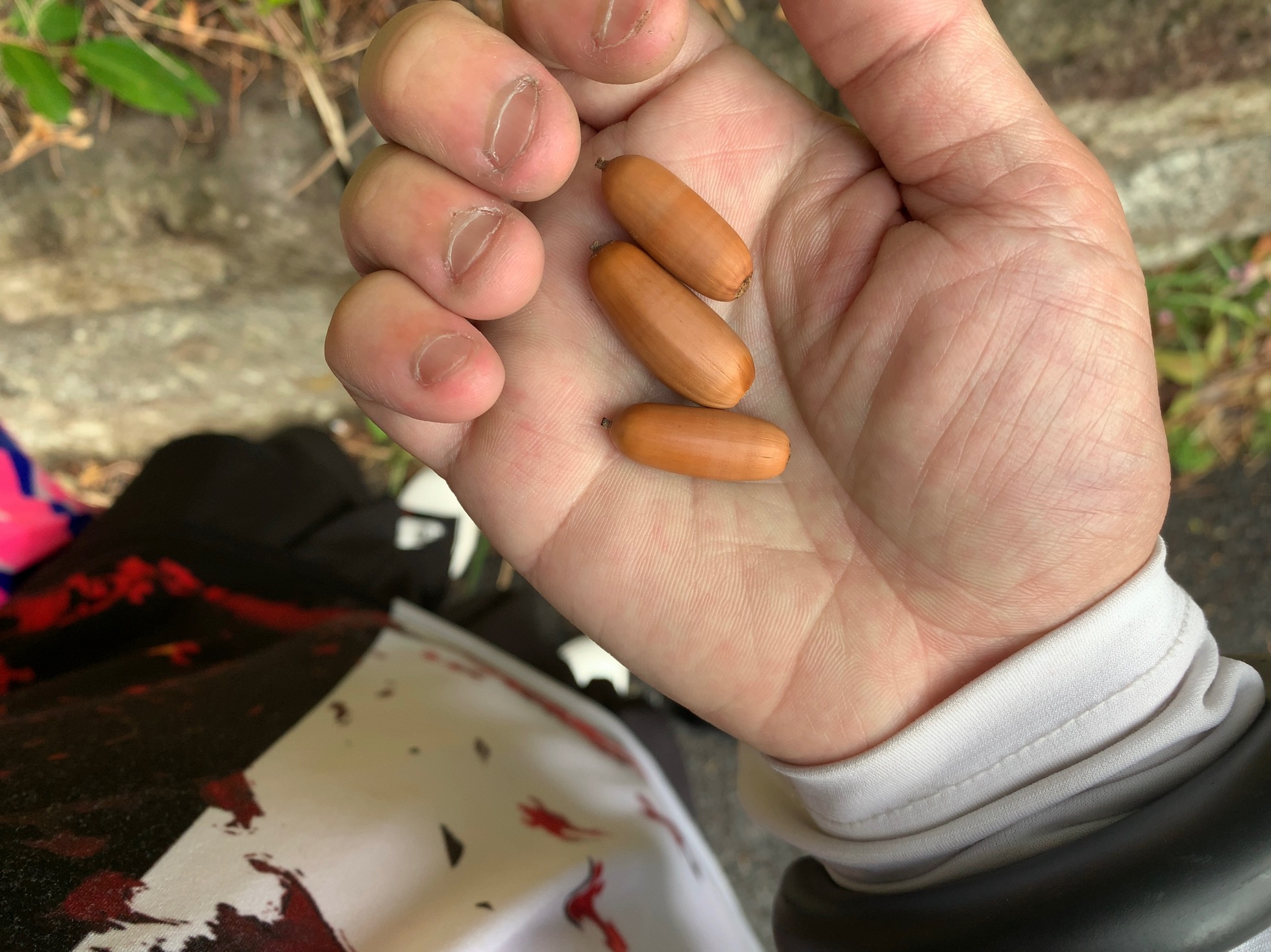 クリックで拡大(撮影:中野龍三)。