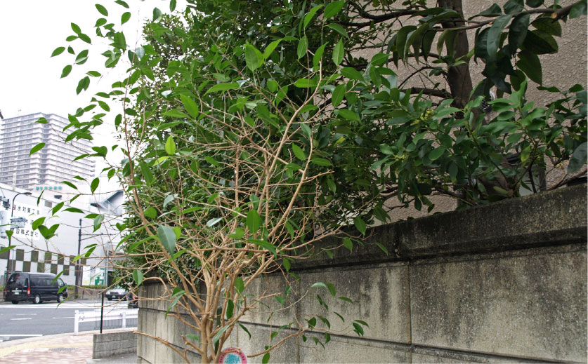 クリックで拡大。