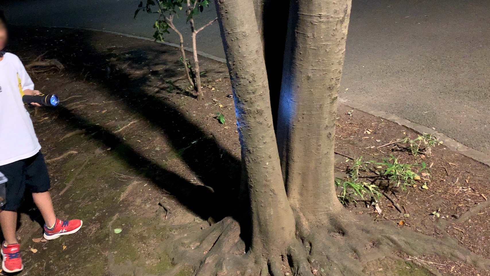 クリックで拡大(撮影:中野龍三)。