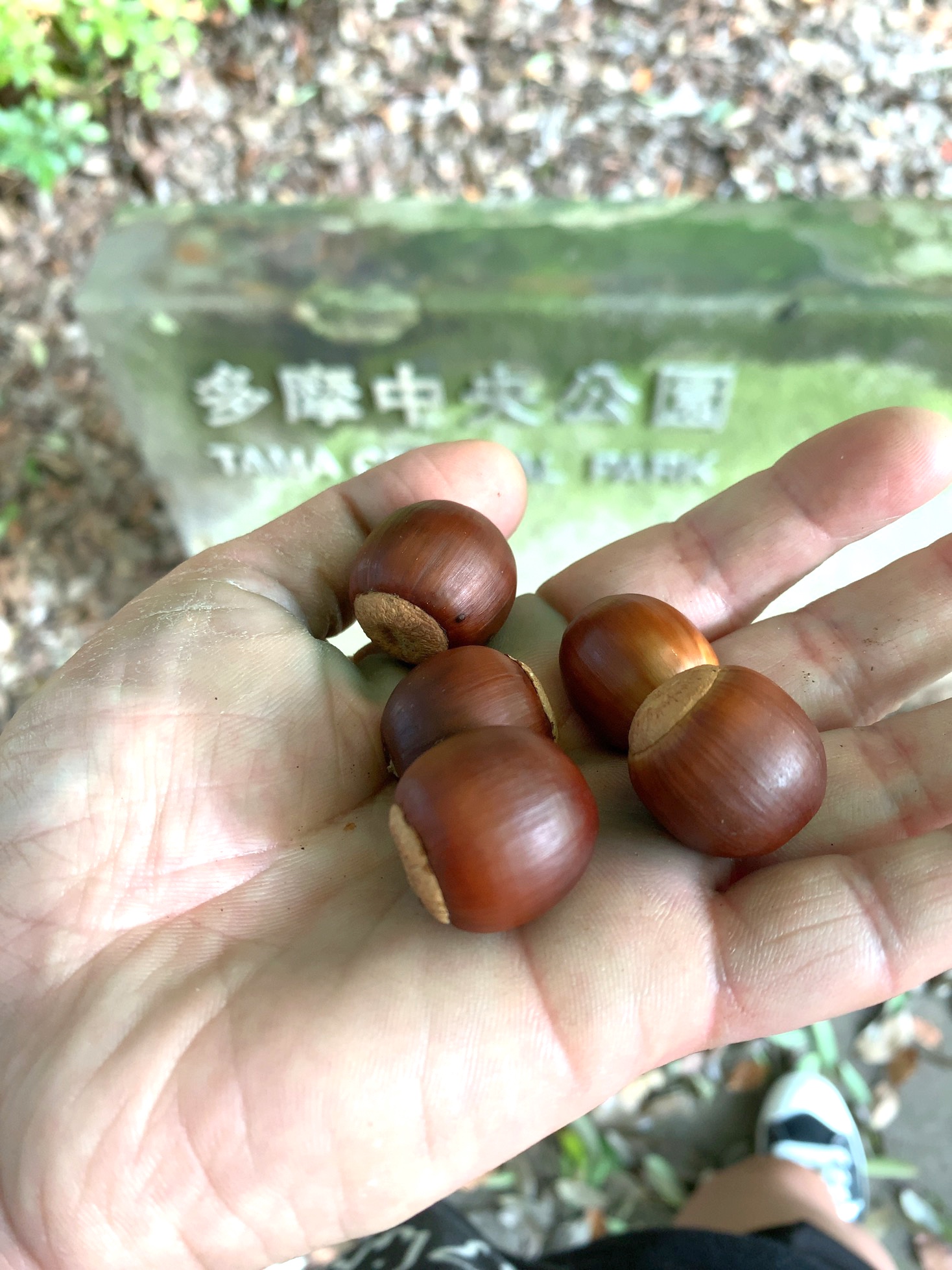 クリックで拡大(撮影:中野龍三)。