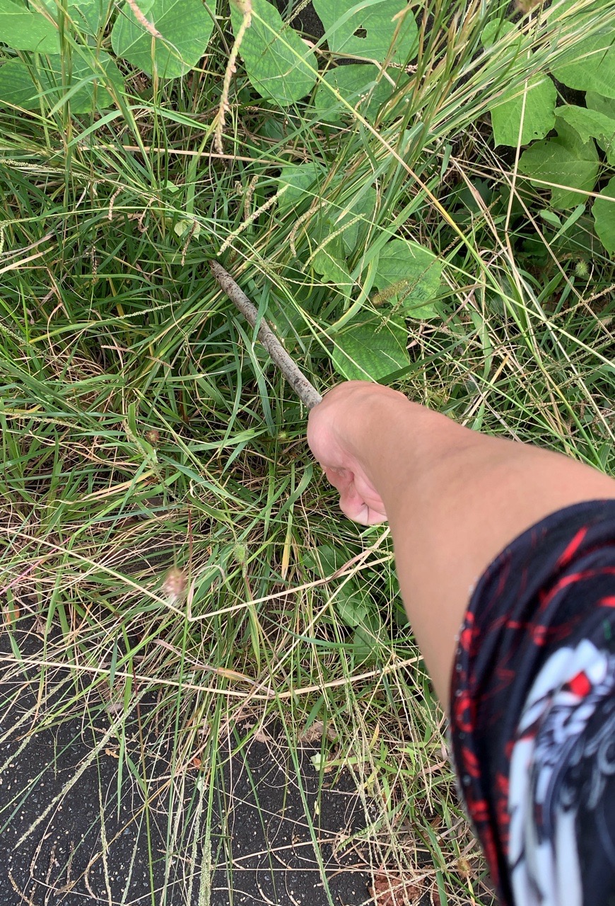 クリックで拡大(撮影:中野龍三)。